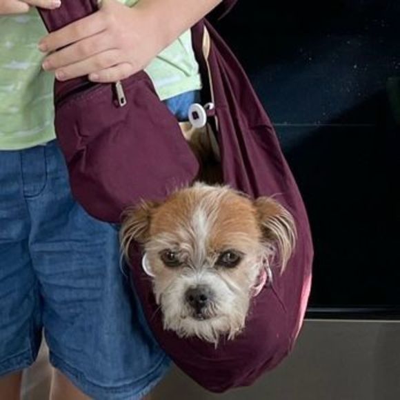 AUTOWT Other - AUTOWT burgundy Dog Sling Papoose